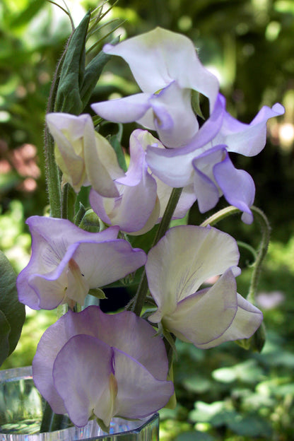 Fragrant Sweet Peas - April in Paris