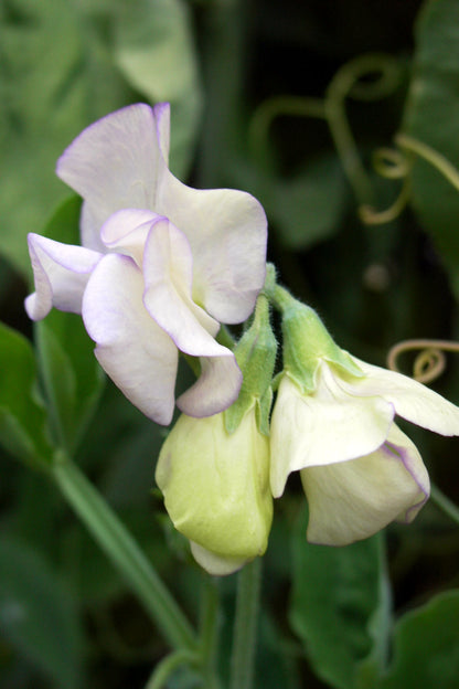 Fragrant Sweet Peas - April in Paris
