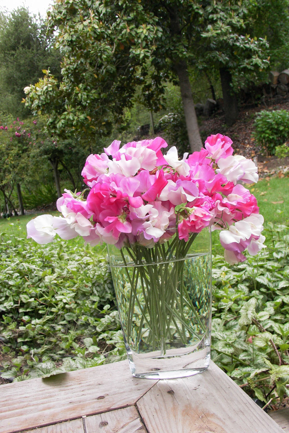Scented Sweet Peas - Cheri Amour