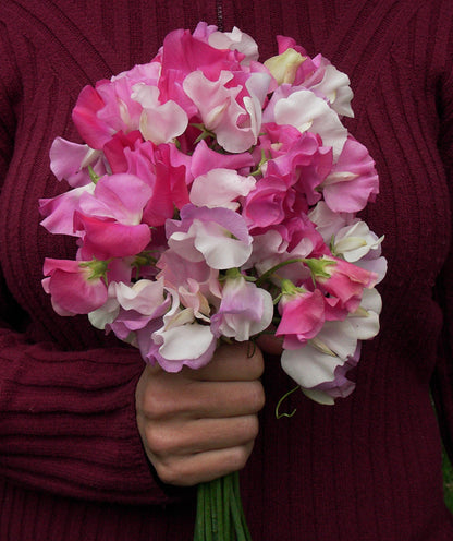 Scented Sweet Peas - Cheri Amour