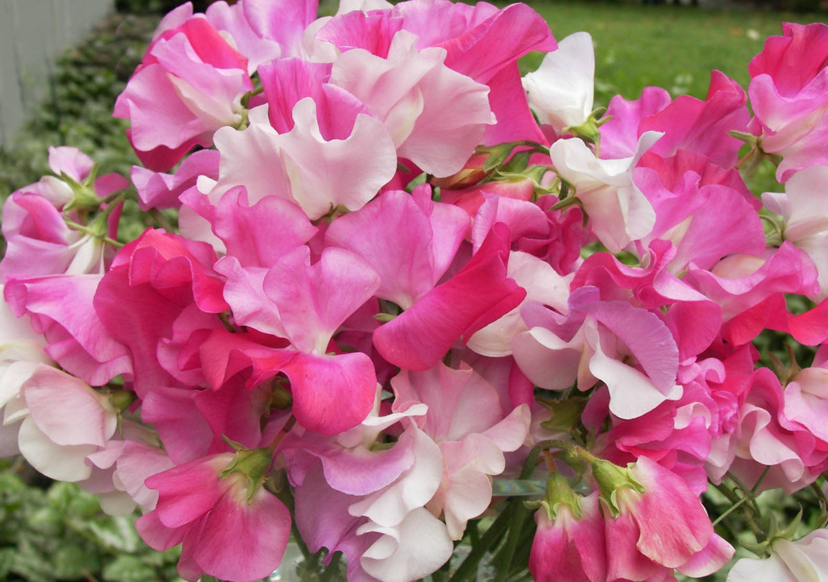 Scented Sweet Peas - Cheri Amour