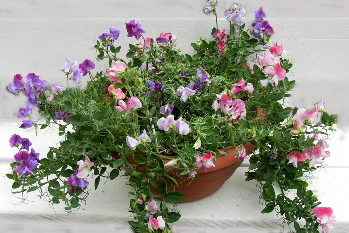 Windowbox Sweet Peas - Color Palette Cupid