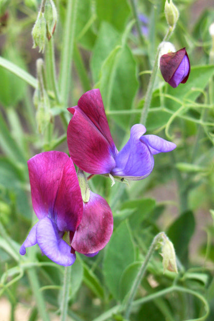 Heirloom Sweet Peas - Cupani's Original