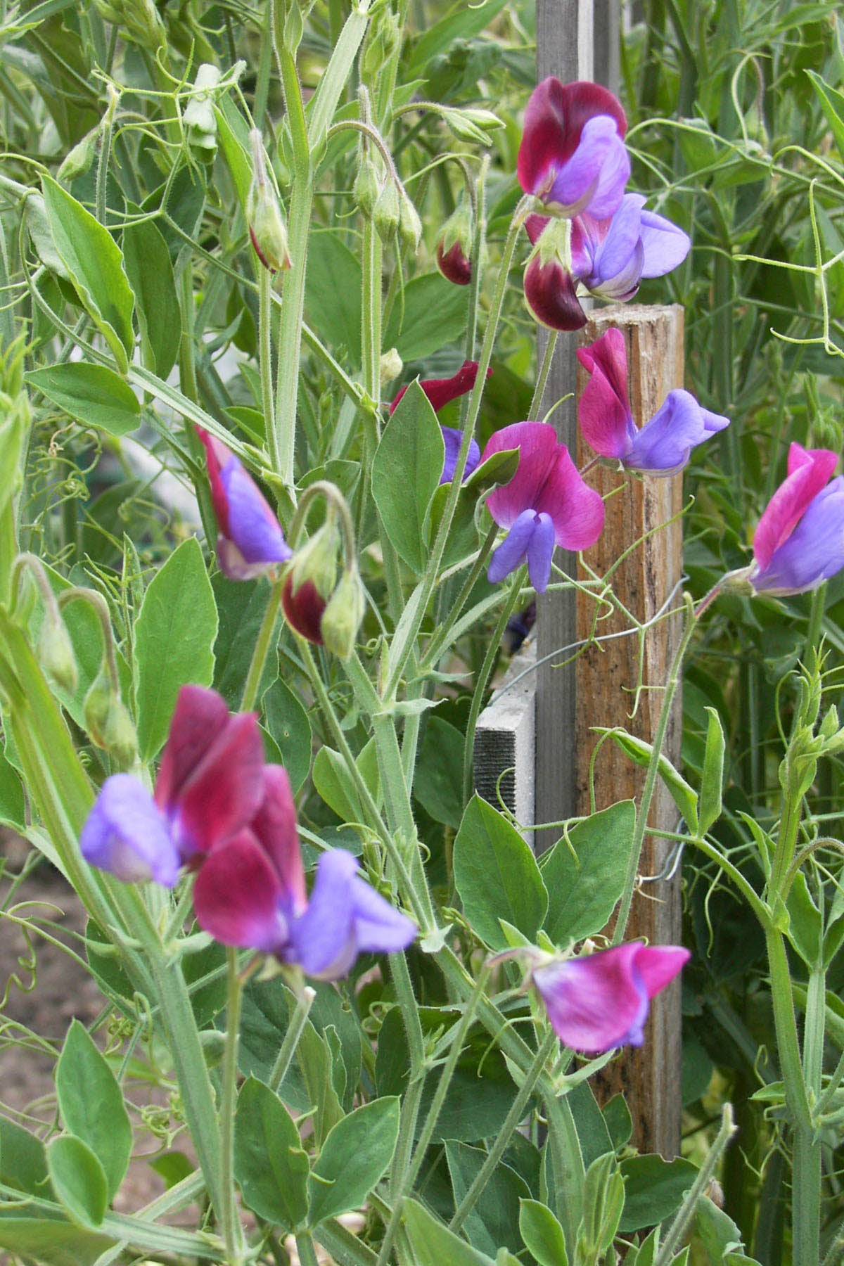 Heirloom Sweet Peas - Cupani's Original