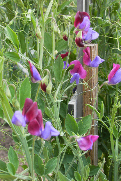 Heirloom Sweet Peas - Cupani's Original