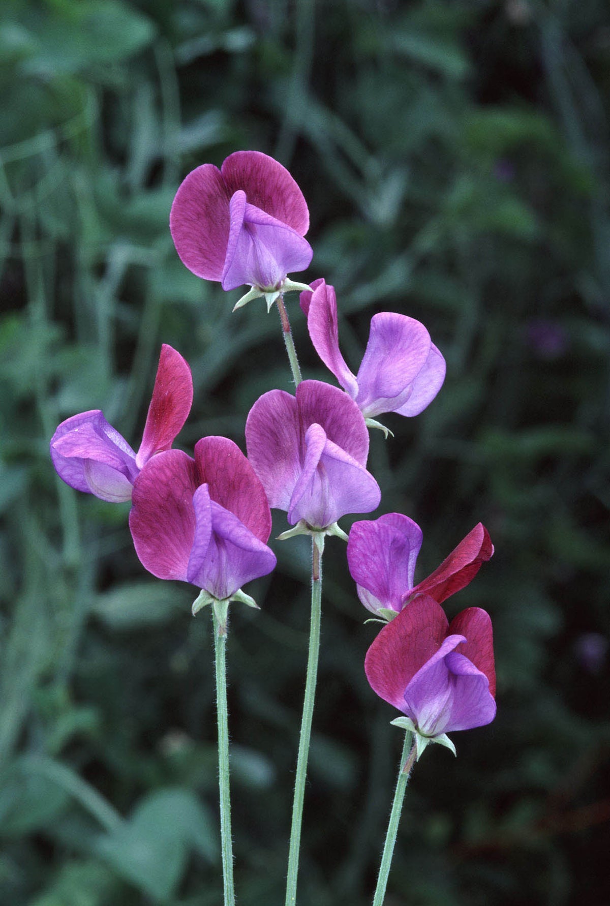 Heirloom Sweet Peas - Cupani's Original