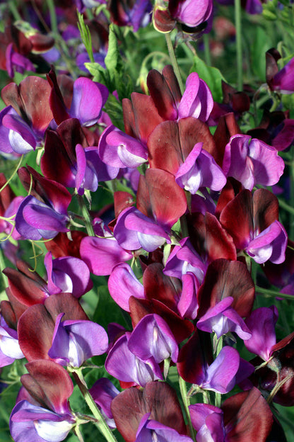 Heirloom Sweet Peas - Cupani's Original