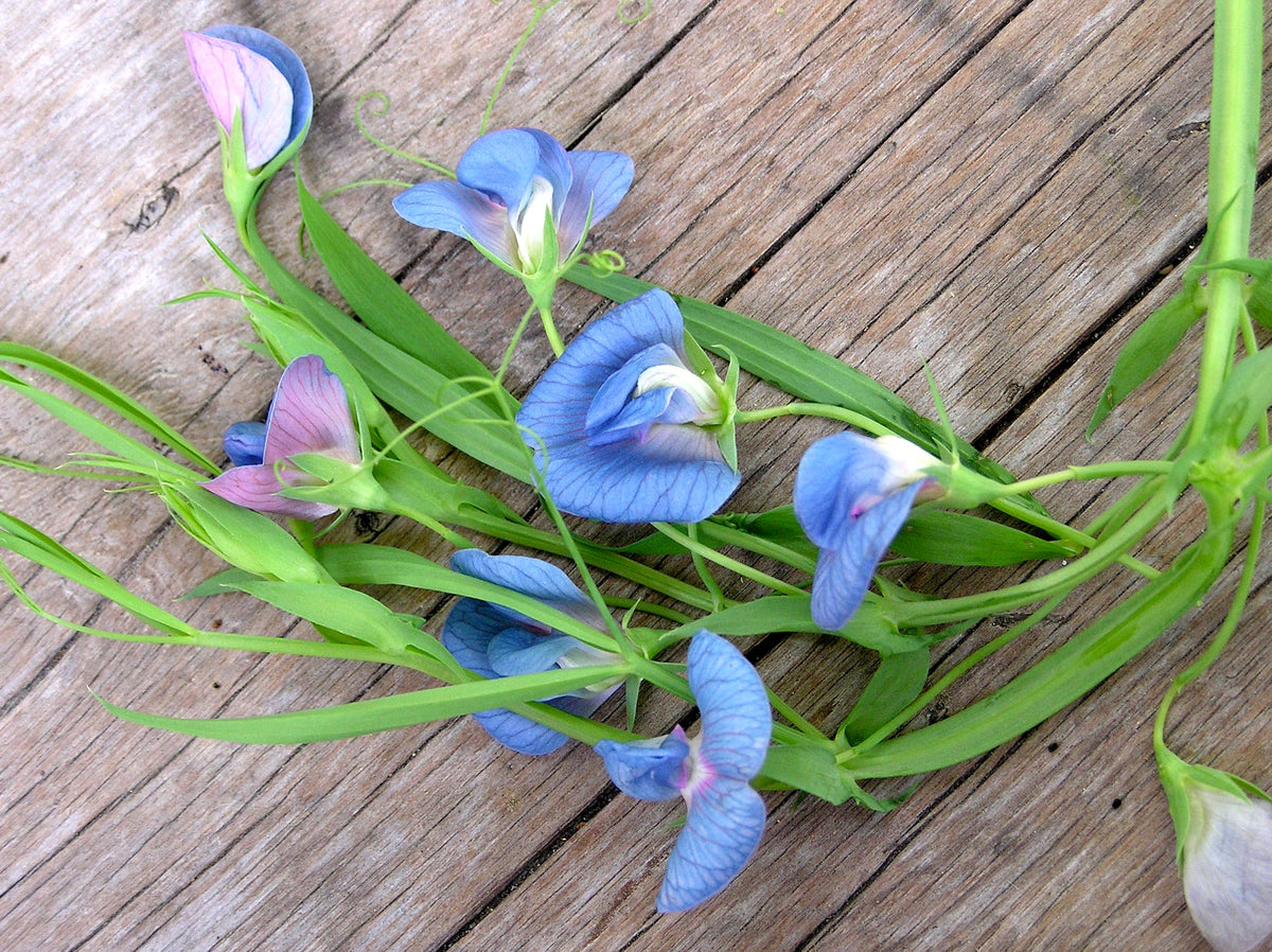 Container Sweet Peas - Electric Blue