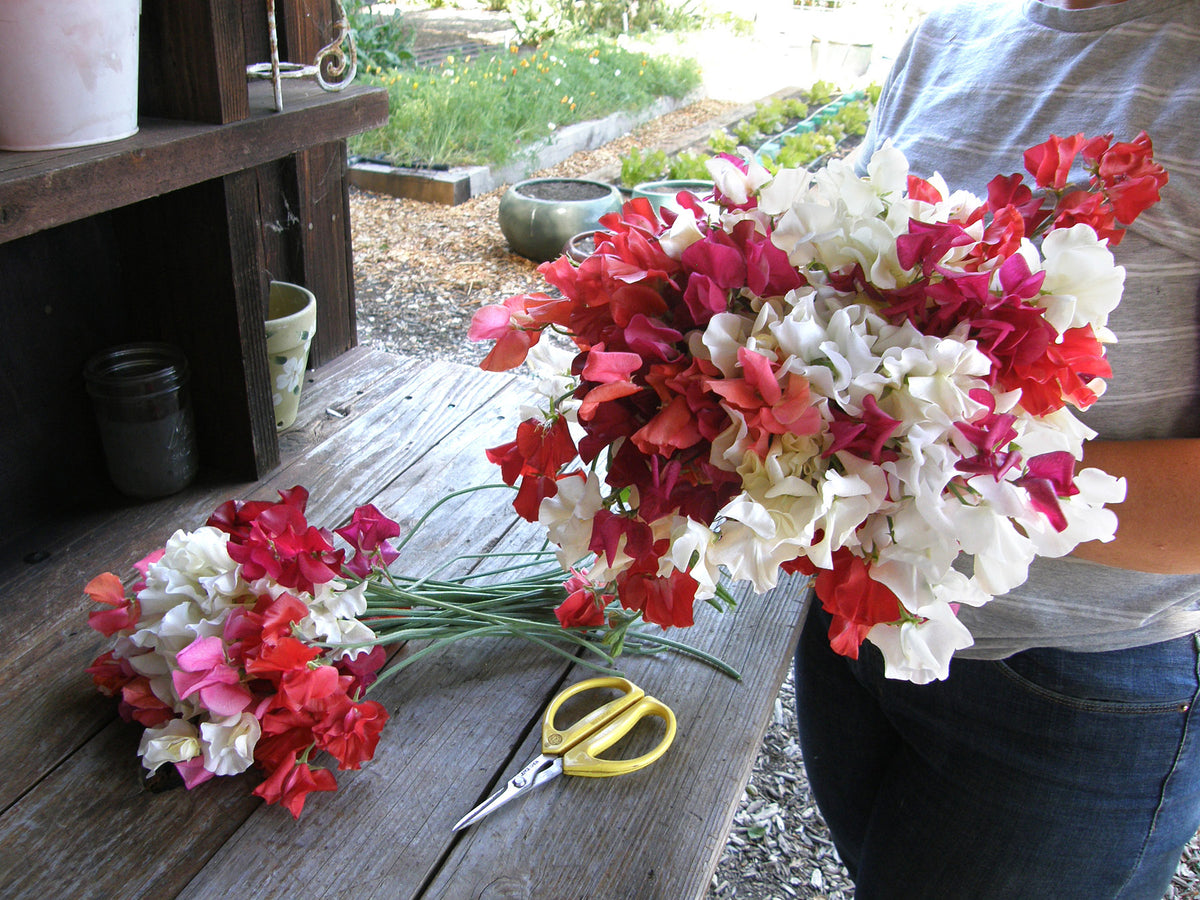 Scented Sweet Peas - Fire and Ice