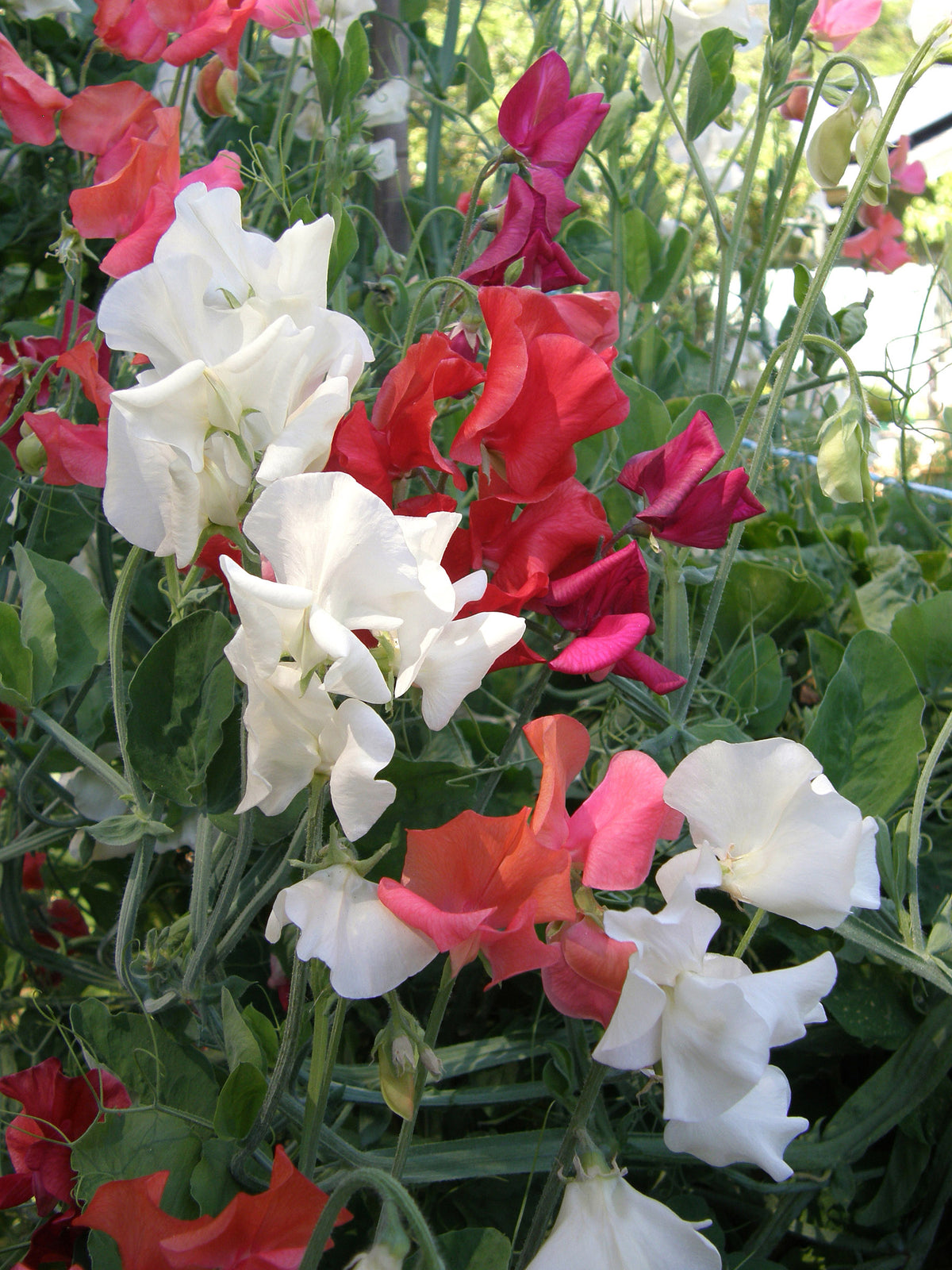 Scented Sweet Peas - Fire and Ice