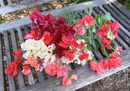 Scented Sweet Peas - Fire and Ice