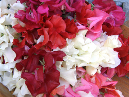 Scented Sweet Peas - Fire and Ice