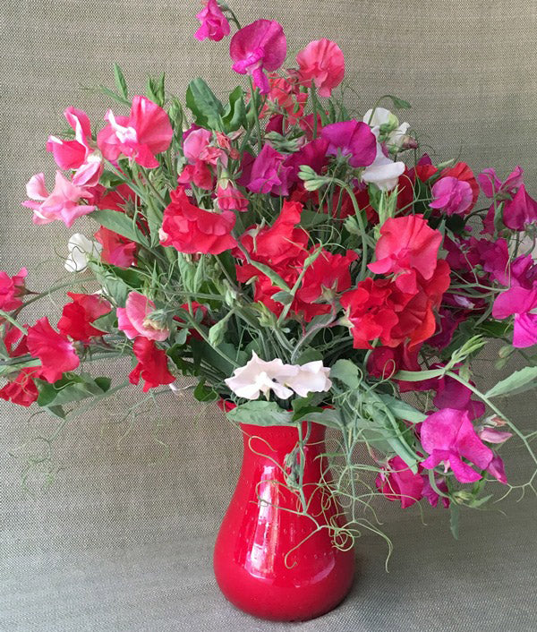 Scented Sweet Peas - Fire and Ice
