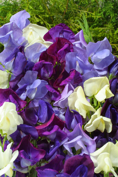 Antique Sweet Peas - Jewels of Albion