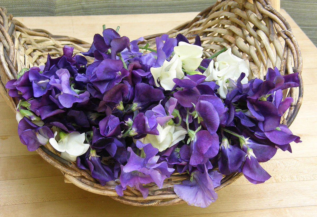 Heirloom Sweet Peas - Mermaid's Dream