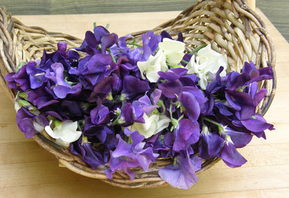 Heirloom Sweet Peas - Mermaid's Dream