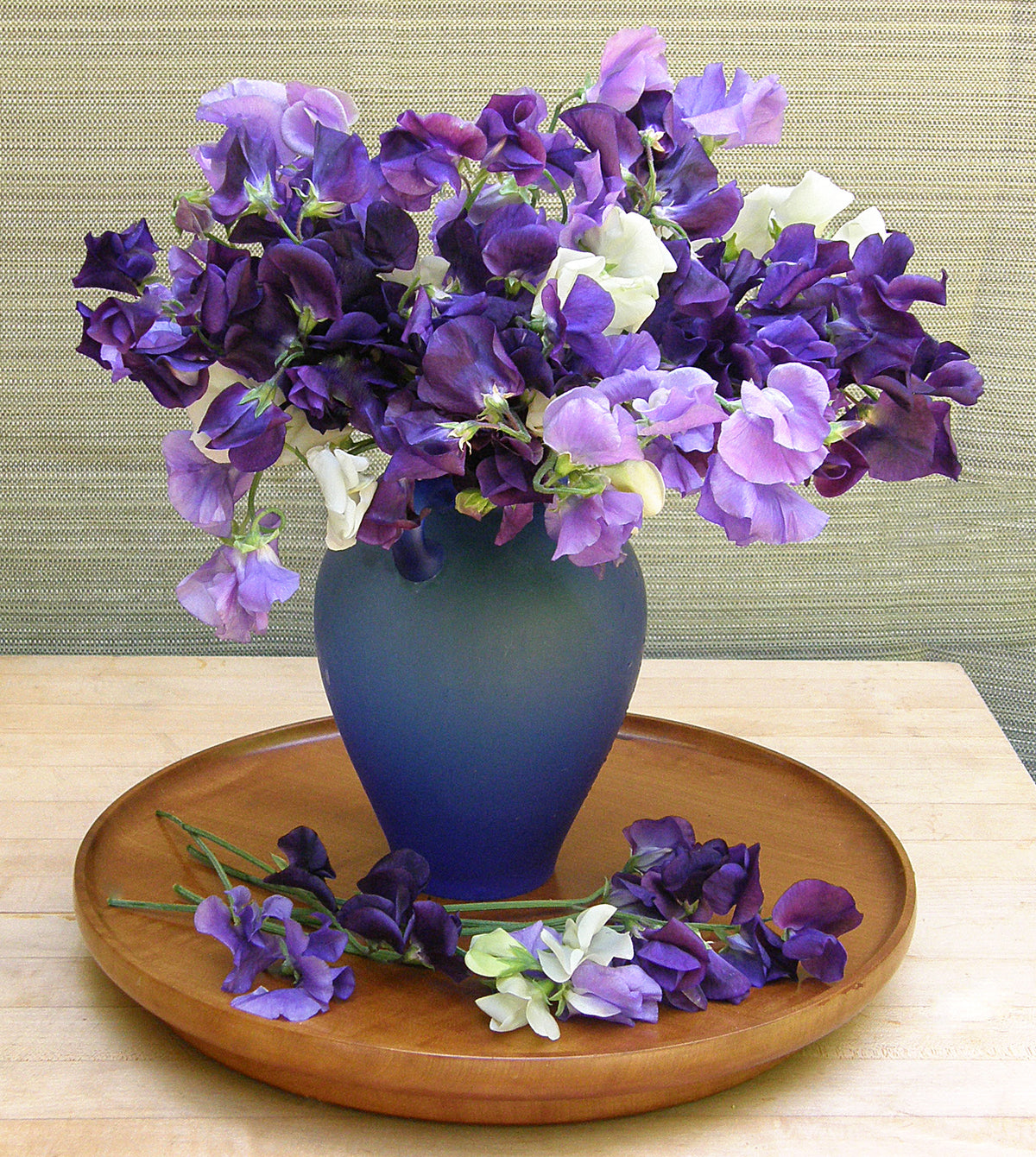 Heirloom Sweet Peas - Mermaid's Dream