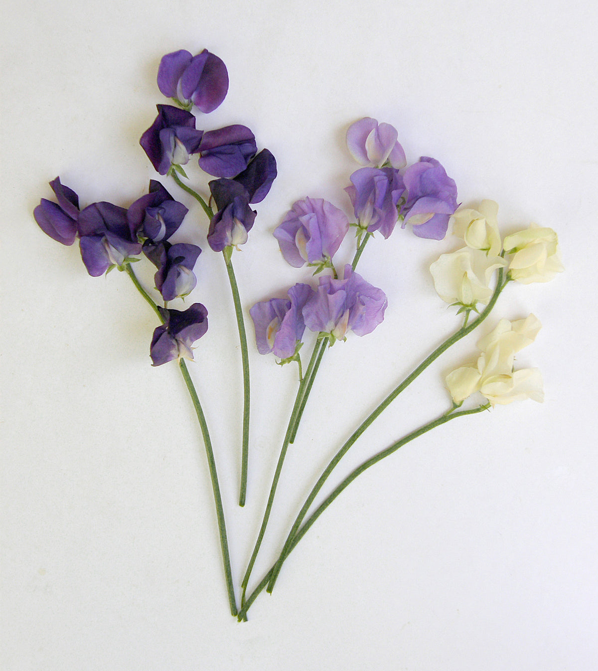 Heirloom Sweet Peas - Mermaid's Dream