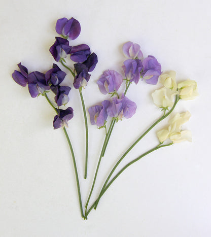 Heirloom Sweet Peas - Mermaid's Dream