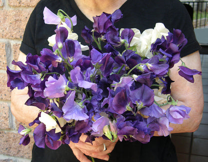 Heirloom Sweet Peas - Mermaid's Dream