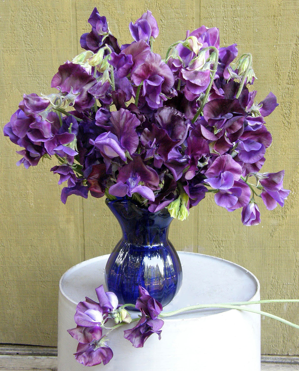 Heirloom Bouquet Sweet Peas - North Shore