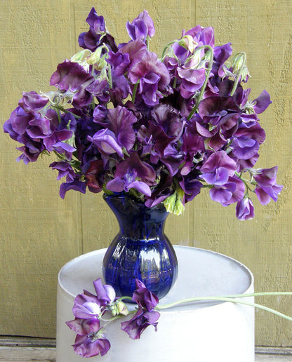 Heirloom Bouquet Sweet Peas - North Shore