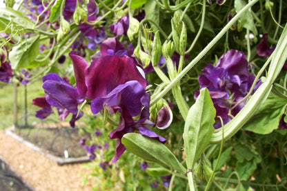 Heirloom Bouquet Sweet Peas - North Shore