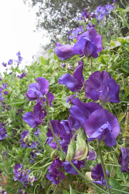 Heirloom Bouquet Sweet Peas - North Shore