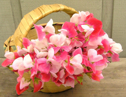 Scented Sweet Peas - Heirloom Painted Lady