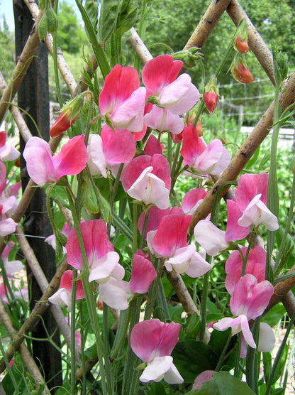 Scented Sweet Peas - Heirloom Painted Lady