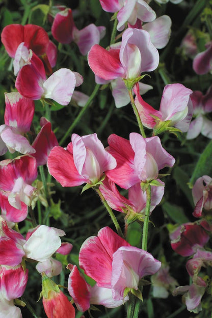 Scented Sweet Peas - Heirloom Painted Lady
