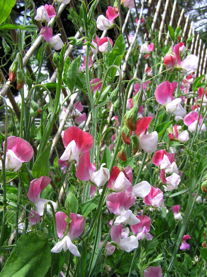 Scented Sweet Peas - Heirloom Painted Lady