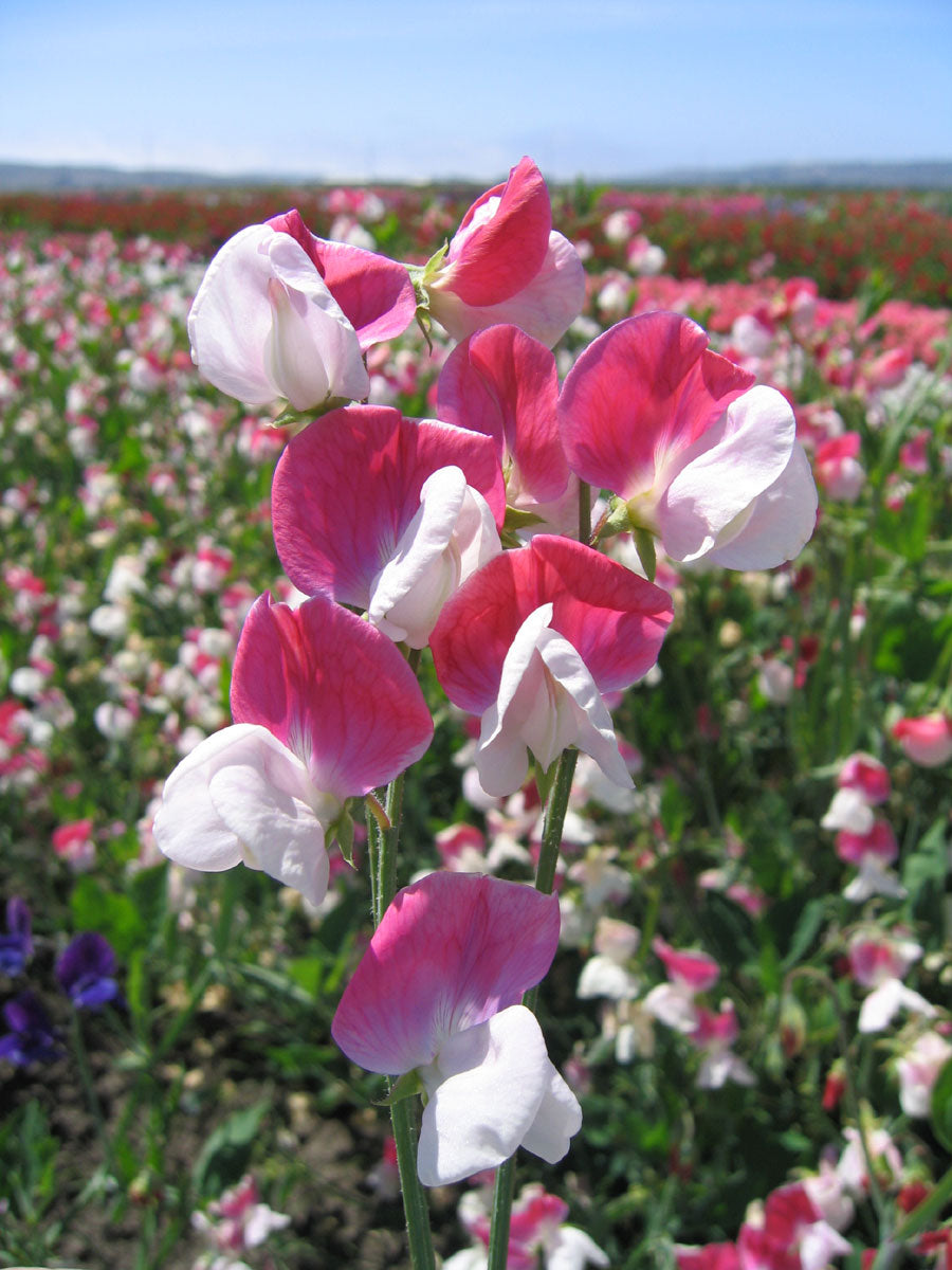 Scented Sweet Peas - Heirloom Painted Lady