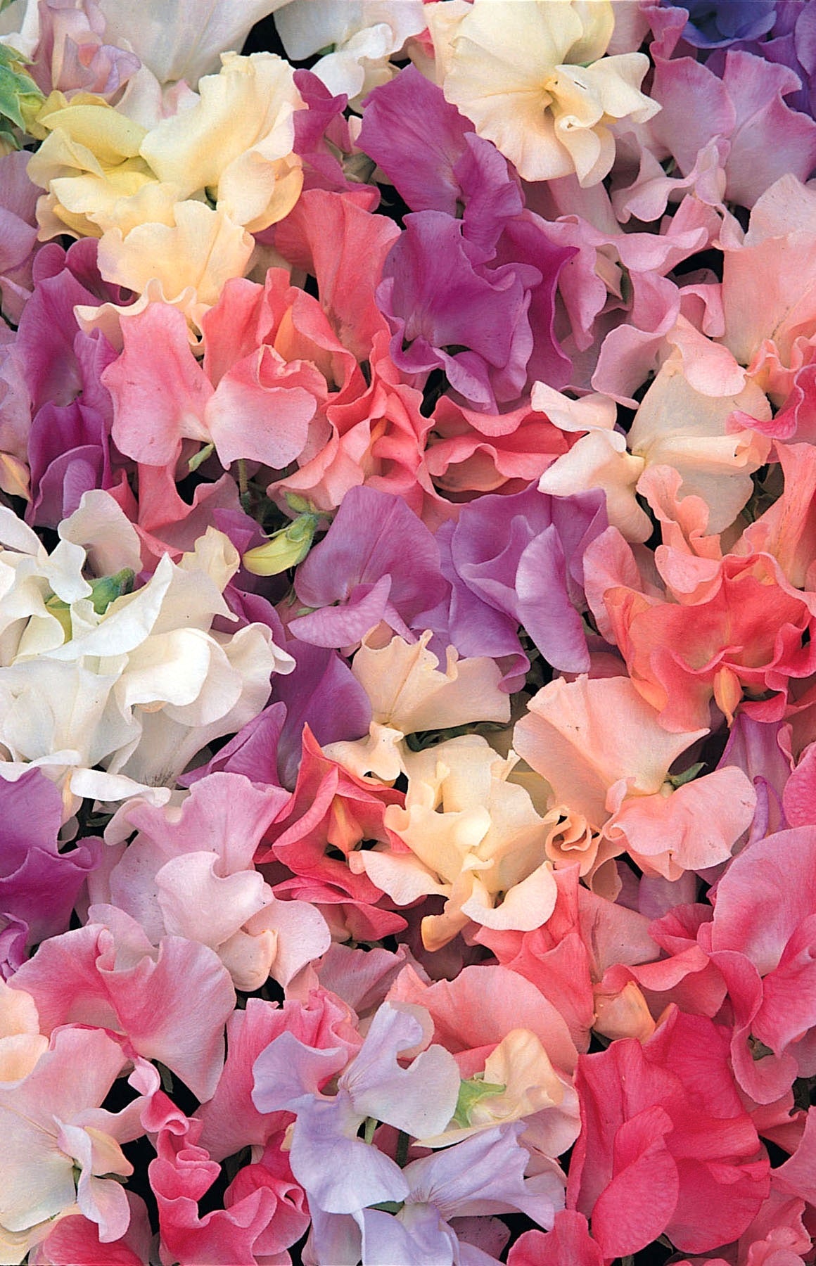Heirloom Sweet Peas - Scented Pastel Sunset