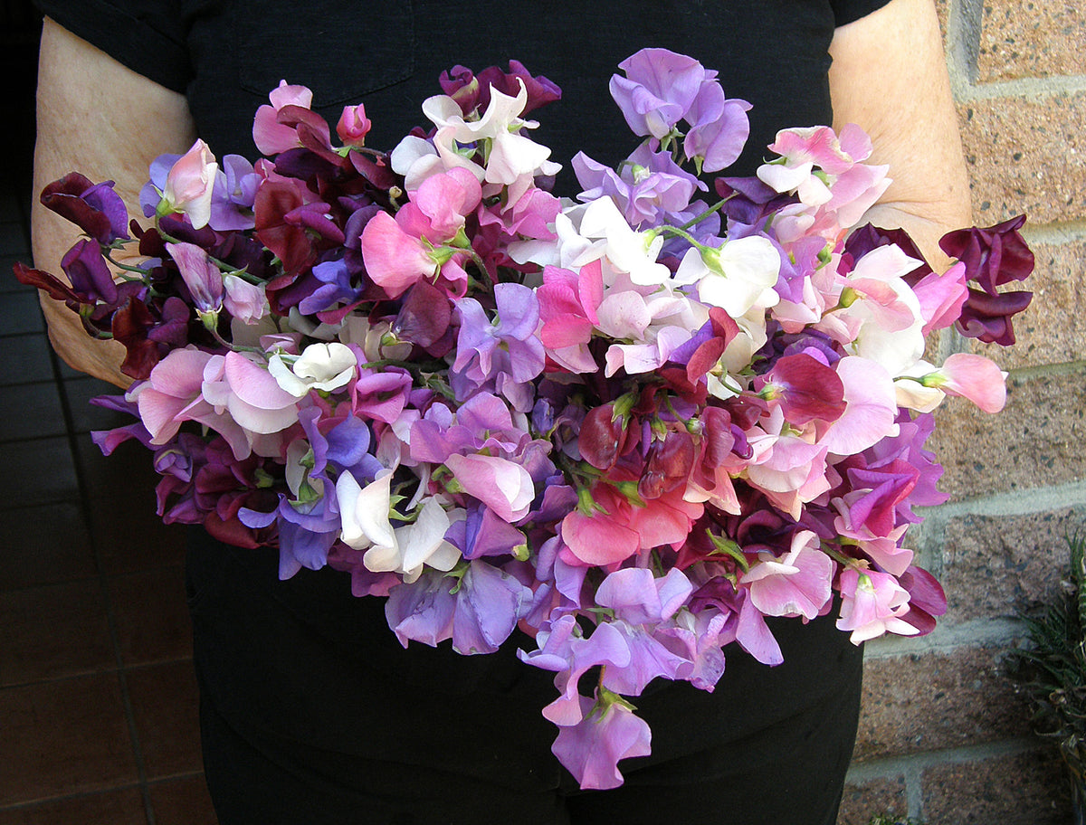 Heirloom Sweet Peas - Perfume Delight