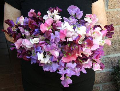 Heirloom Sweet Peas - Perfume Delight