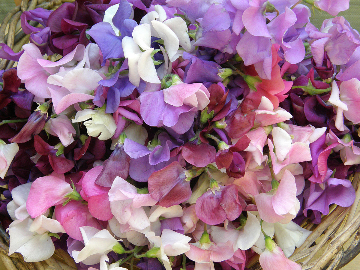Heirloom Sweet Peas - Perfume Delight