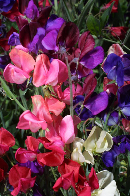 Heirloom Sweet Peas - Queen of the Night