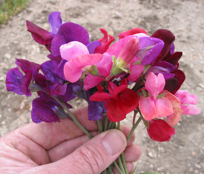 Heirloom Sweet Peas - Queen of the Night
