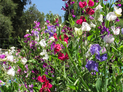 Heirloom Sweet Peas - Spencer Ruffled