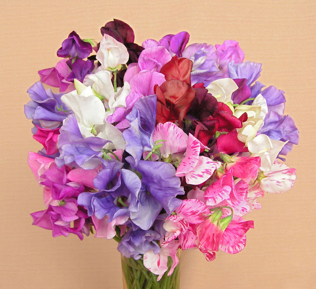 Heirloom Sweet Peas - Spencer Ruffled