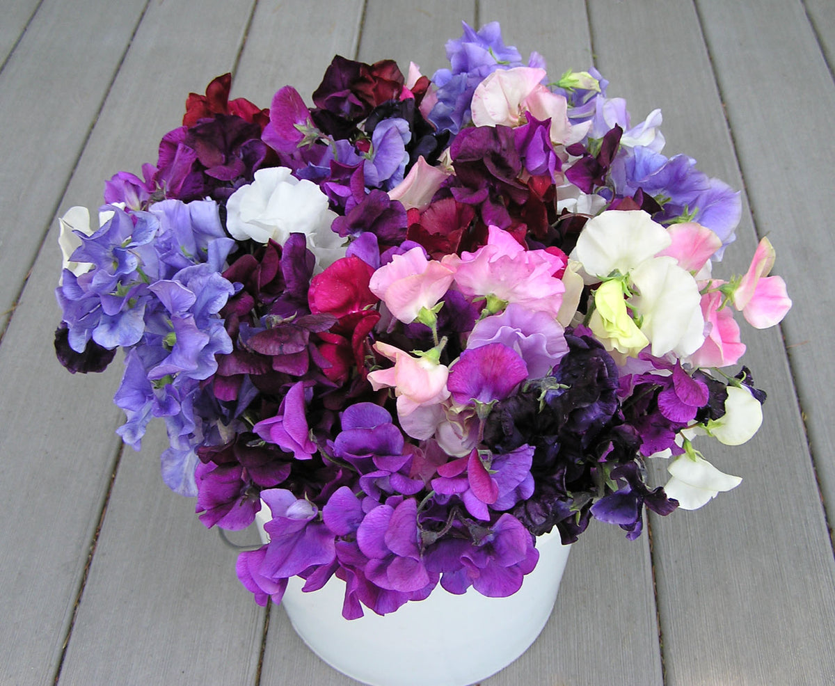 Heirloom Sweet Peas - Spencer Ruffled