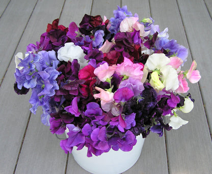 Heirloom Sweet Peas - Spencer Ruffled