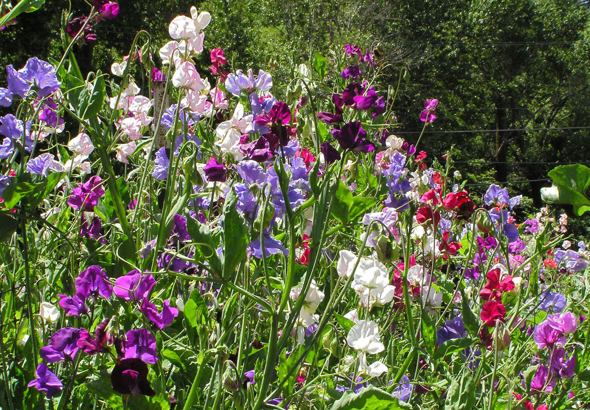 Heirloom Sweet Peas - Spencer Ruffled