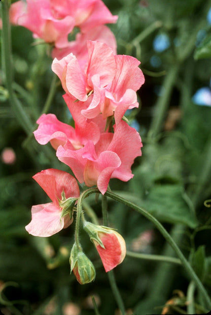 Heirloom Sweet Peas - Watermelon