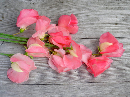 Heirloom Sweet Peas - Watermelon