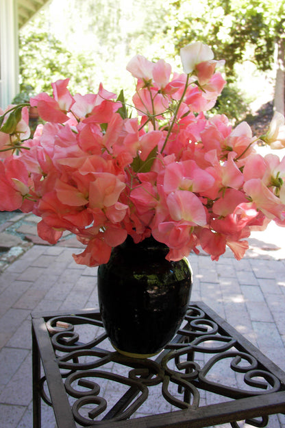 Heirloom Sweet Peas - Watermelon