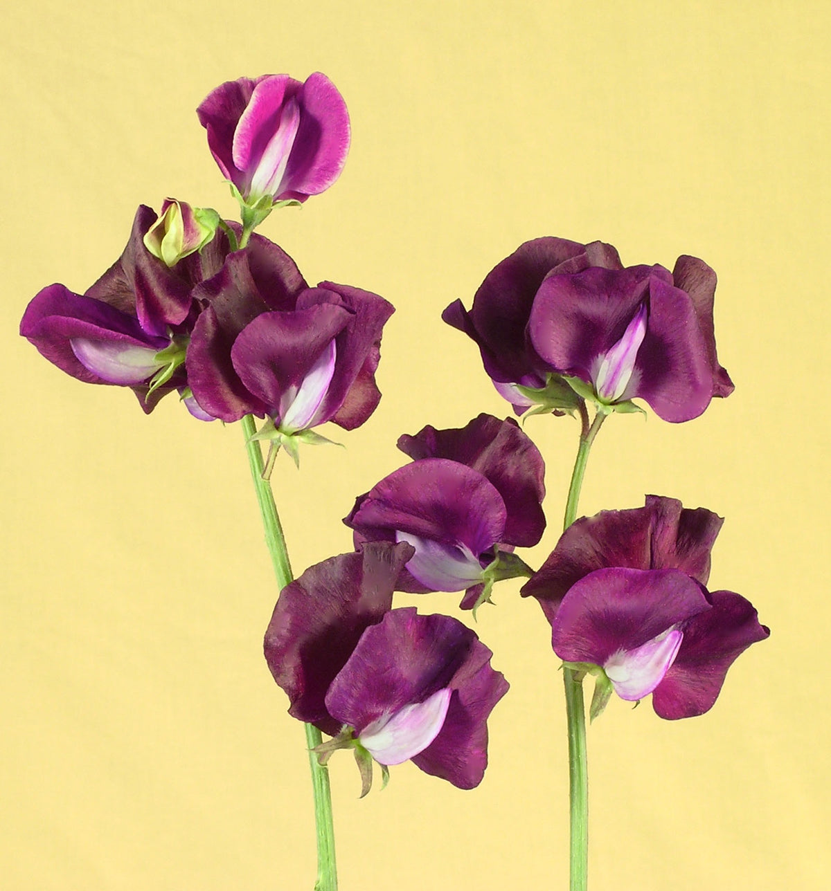 Fragrant Sweet Peas - Zinfandel
