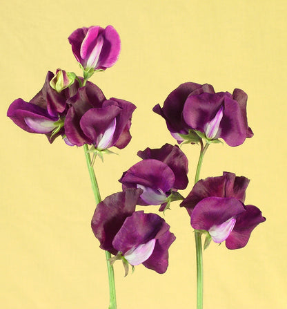 Fragrant Sweet Peas - Zinfandel