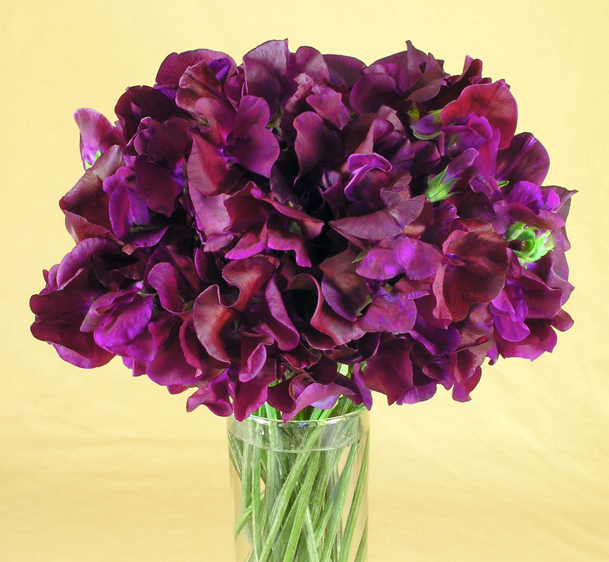 Fragrant Sweet Peas - Zinfandel